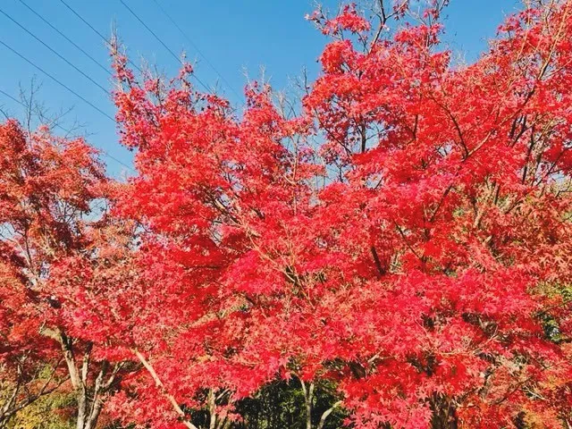 秋も深まり紅葉🍁も綺麗な季節になりました。